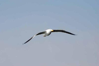 CAPE GULL