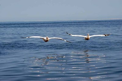 GREAT WHITE PELICAN