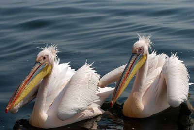 GREAT WHITE PELICAN