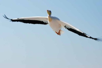 GREAT WHITE PELICAN