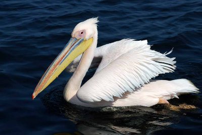 GREAT WHITE PELICAN