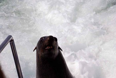 SURFING SEAL