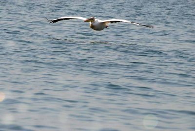 GREAT WHITE PELICAN