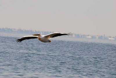 GREAT WHITE PELICAN