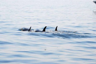 BOTTLE - NOSED DOLPHIN