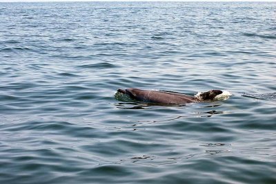 BOTTLE - NOSED DOLPHIN