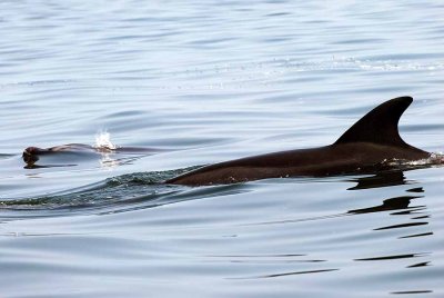 BOTTLE - NOSED DOLPHIN