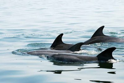 BOTTLE - NOSED DOLPHIN