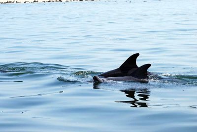 BOTTLE - NOSED DOLPHIN