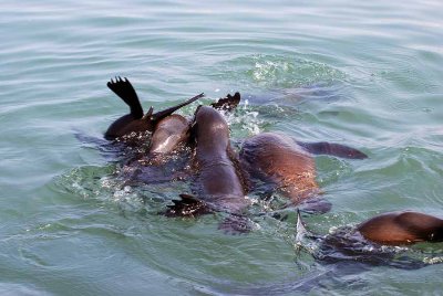 SEALS