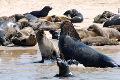 SEALS