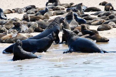 SEALS