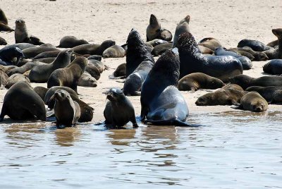 SEALS