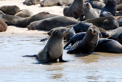 SEALS