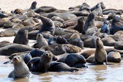 SEALS