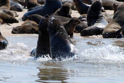 SEALS