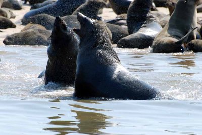 SEALS