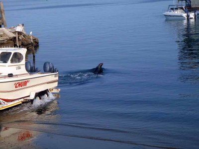 SEAL AND BOAT