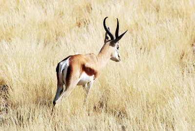 SPRINGBOK