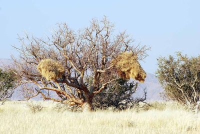 SOCIABLE WEAVER NEST