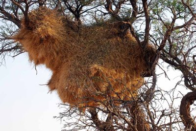 SOCIABLE WEAVER NEST