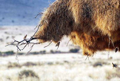 SOCIABLE WEAVER NEST