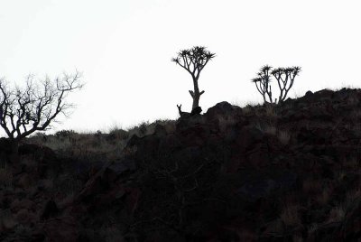 KLIPSPRINGER