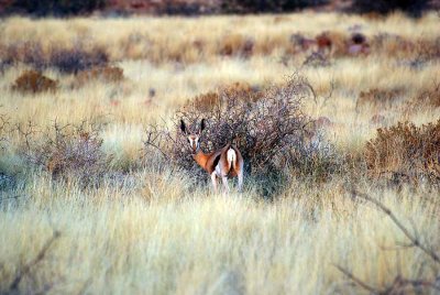 SPRINGBOK