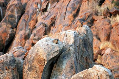 ROCK DASSIE