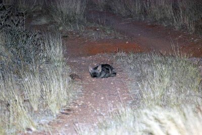 AARDWOLF