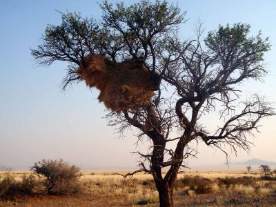 SOCIABLE WEAVER NEST