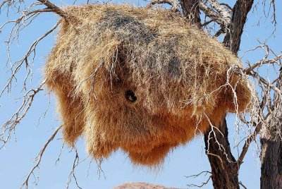 SOCIABLE WEAVER NEST