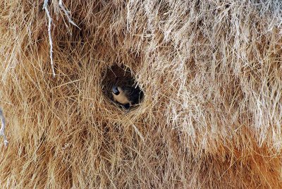 SOCIABLE WEAVER NEST