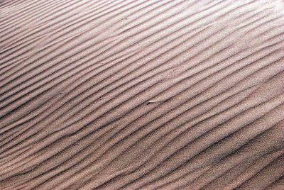 SIGNS OF THE WIND AT THE DUNE