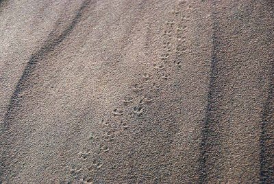 SIGNS IN THE SAND