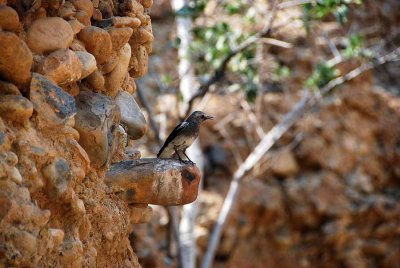 BIRDLIFE IN THE CANYON