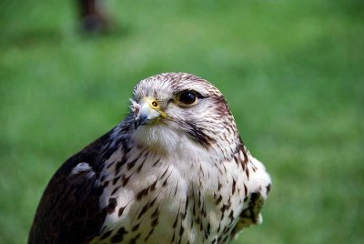 Birds of prey020.jpg