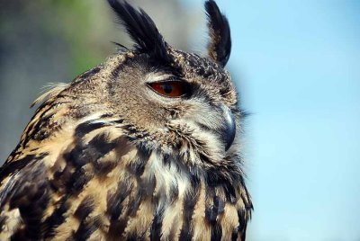 Birds of prey023.jpg