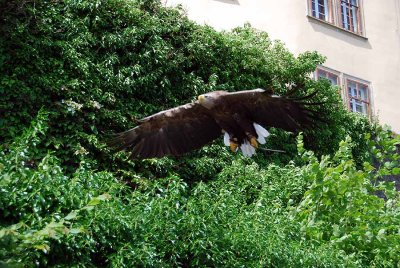 Birds of prey026.jpg