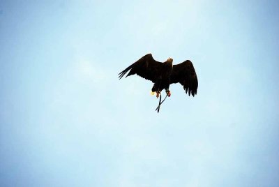 Birds of prey027.jpg
