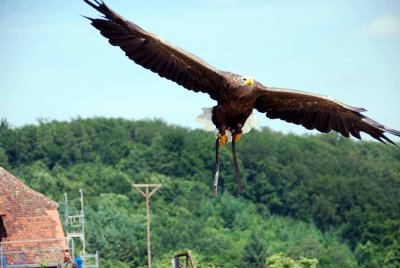Birds of prey028.jpg