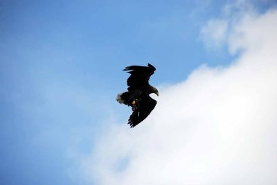 Birds of prey029.jpg