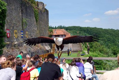 Birds of prey031.jpg