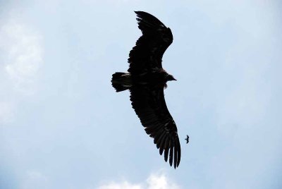 Birds of prey034.jpg