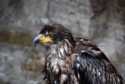 Birds of prey037.jpg