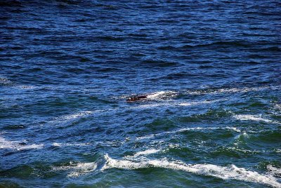 WHALE IN FRONT OF OUR ROOM