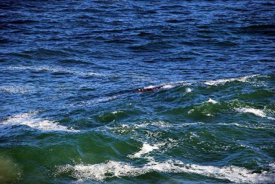 WHALE IN FRONT OF OUR ROOM