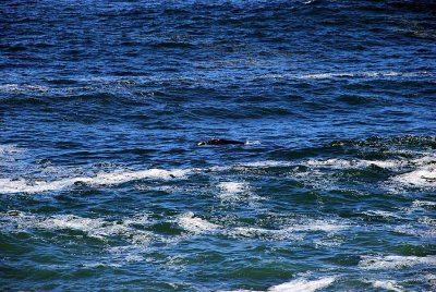 WHALE IN FRONT OF OUR ROOM