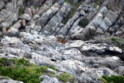 ROCK HYRAX