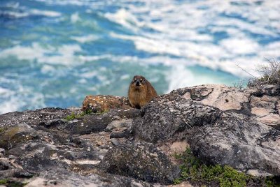 ROCK HYRAX